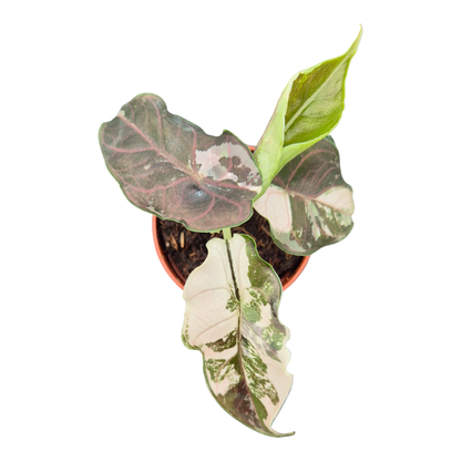 Alocasia Azlanii Variegata Pink