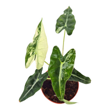 Alocasia Bambino Variegata Pink