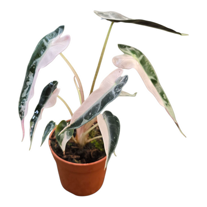 Alocasia Bambino Variegata Pink
