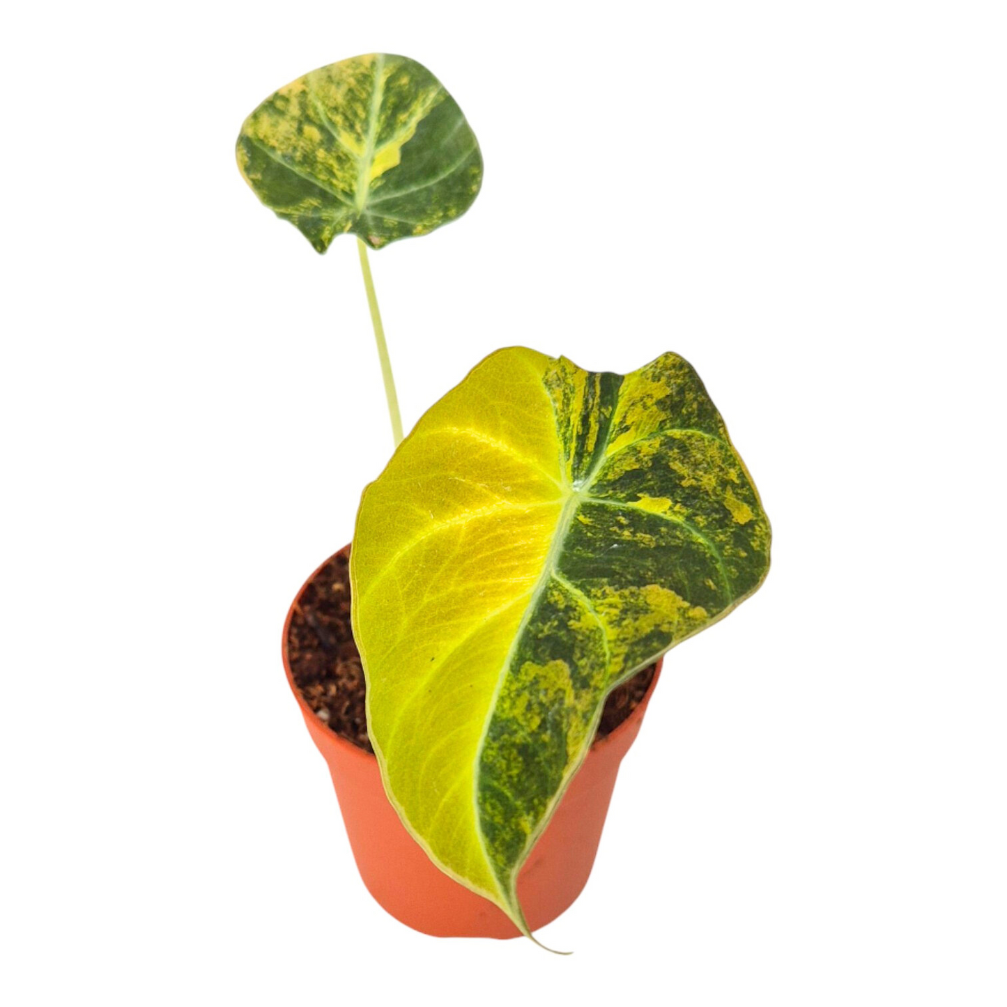 黑天鵝絨金葉海芋