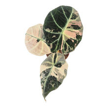 Alocasia Black Velvet Variegata LIVE SALE 1