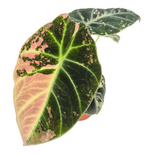 Alocasia Black Velvet Variegata LIVE SALE 2