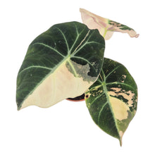Alocasia Black Velvet Variegata LIVE SALE 3