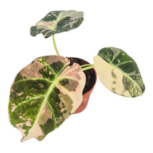 Alocasia Black Velvet Variegata LIVE SALE 4