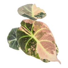 Alocasia Black Velvet Variegata LIVE SALE 5