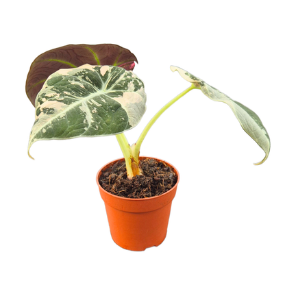 Alocasia Black Velvet Variegata Pink