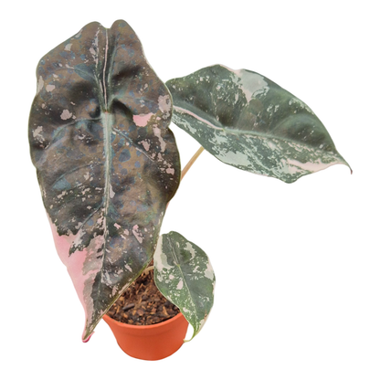 Alocasia Chantrieri Variegata Pink