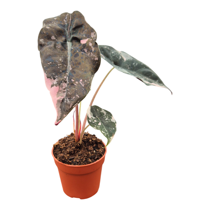 Alocasia Chantrieri Variegata Pink