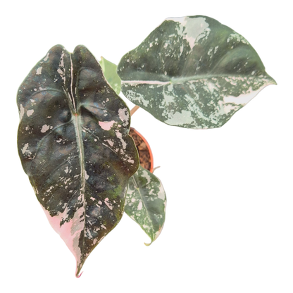 Alocasia Chantrieri Variegata Pink