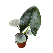Alocasia Dark Miri