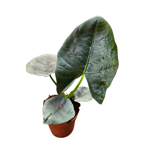 Alocasia Dark Miri