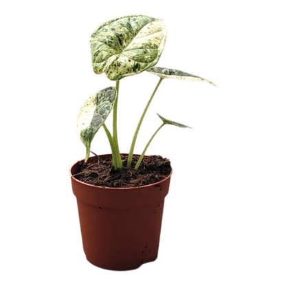 Alocasia Dragon Scale Variegata, rare Alocasia, variegated Alocasia Dragon Scale Variegata, rare Alocasia, variegated