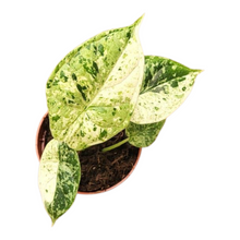 Alocasia Dragon Scale Variegata