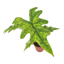 Alocasia Jacklyn Variegata LIVE SALE 1