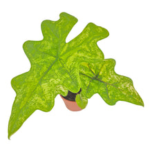 Alocasia Jacklyn Variegata LIVE SALE 2