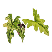 Alocasia Jacklyn Variegata LIVE SALE 3