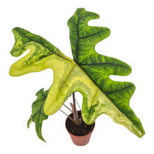 Alocasia Jacklyn Variegata LIVE SALE 4