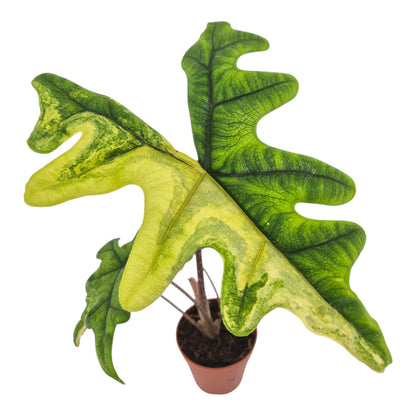 Alocasia Jacklyn Variegata