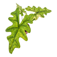 Alocasia Jacklyn Variegata LIVE SALE 5