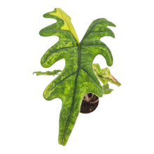 Alocasia Jacklyn Variegata LIVE SALE 7