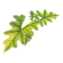 Alocasia Jacklyn Variegata LIVE SALE 8