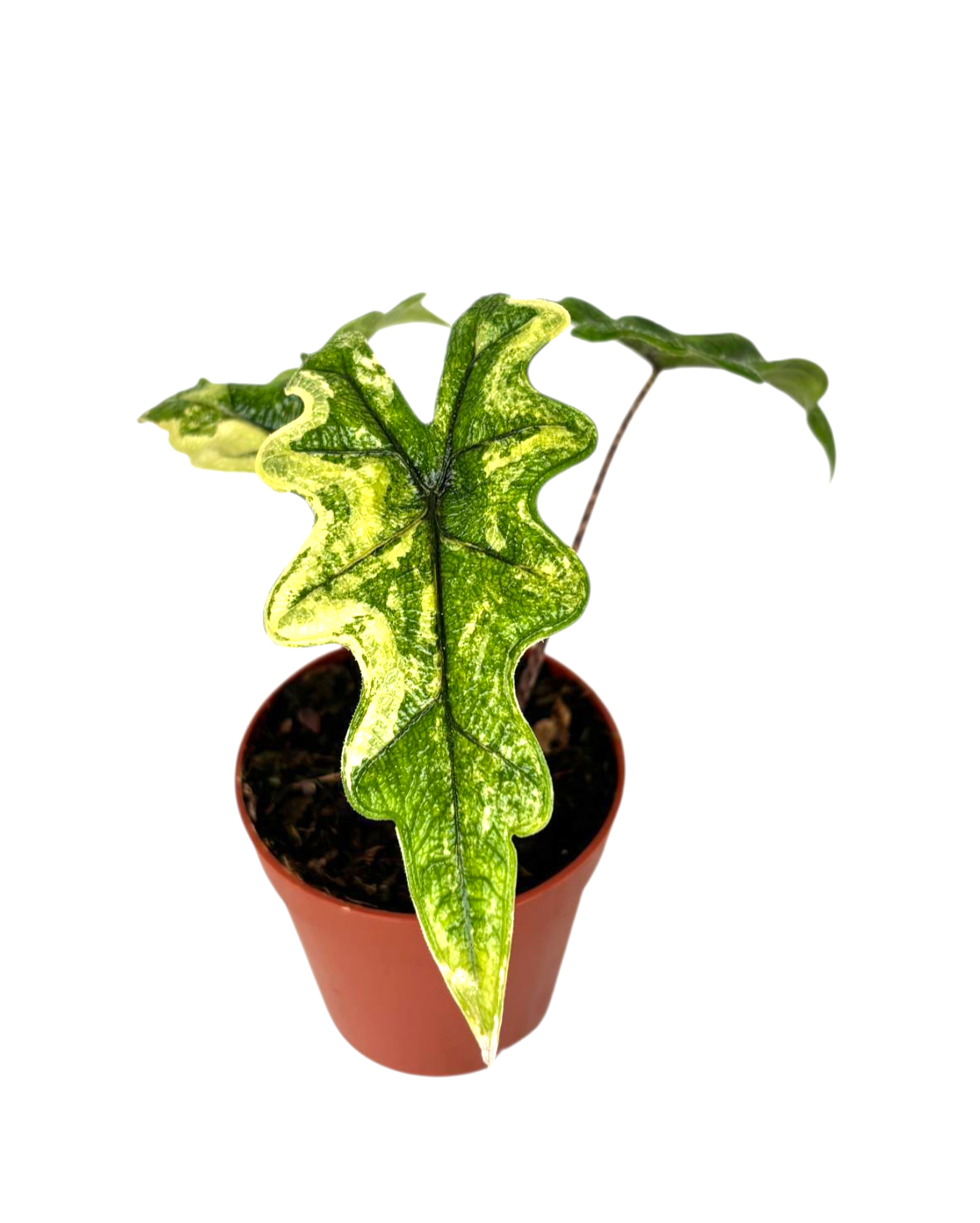 Alocasia Jacklyn Variegata Mini, rare Alocasia, variegated
