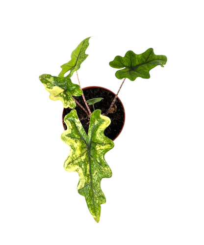 Alocasia Jacklyn Variegata