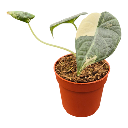 Alocasia Maharani Variegata