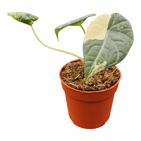 Alocasia Maharani Variegata