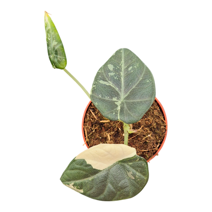 Alocasia Maharani Variegata