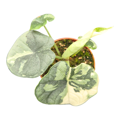 Alocasia Melo Variegata