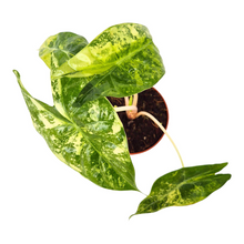 Alocasia Nairobi Nights Variegata