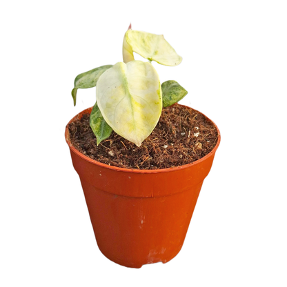 Alocasia Ninja Tricolor