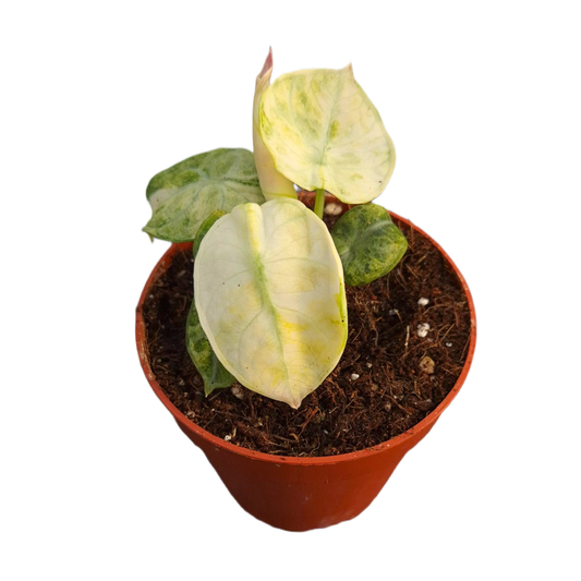 Alocasia Ninja Tricolor