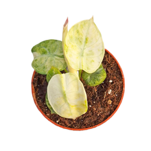 Alocasia Ninja Tricolor