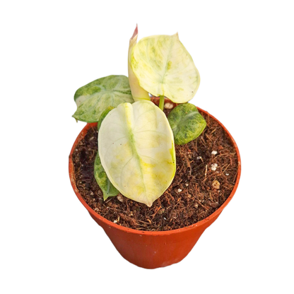 Alocasia Ninja Tricolor