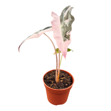 Alocasia Nobilis Variegata Pink