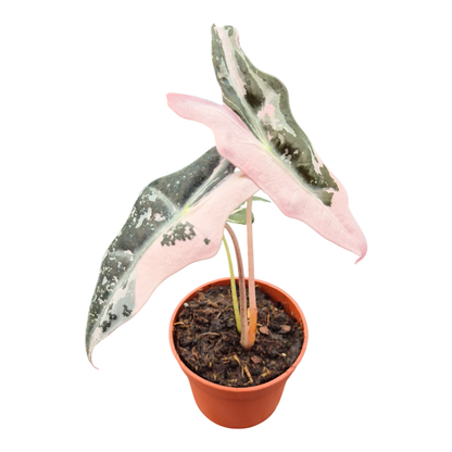 Alocasia Nobilis Variegata Pink