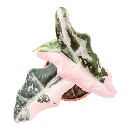 Alocasia Nobilis Variegata Pink