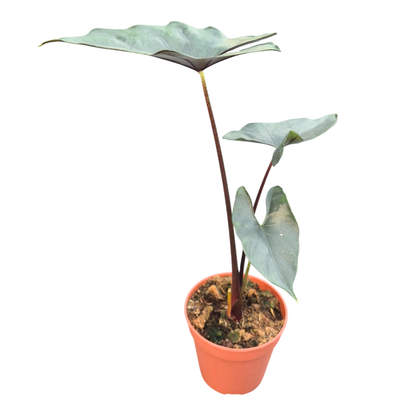 Alocasia Purple Cloak