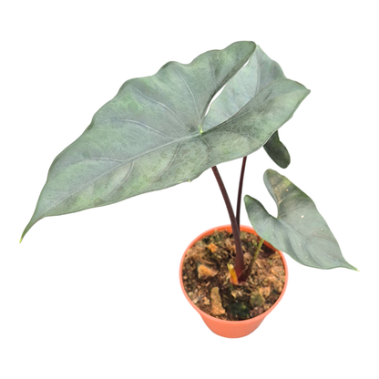 Alocasia Purple Cloak