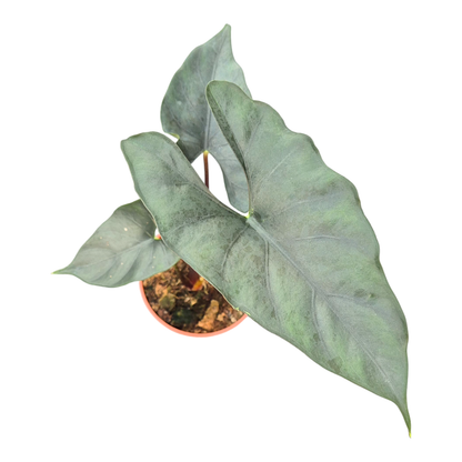 Alocasia Purple Cloak