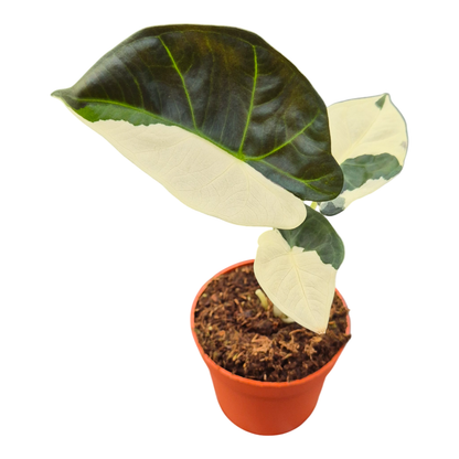 Alocasia Regal Shields Variegata