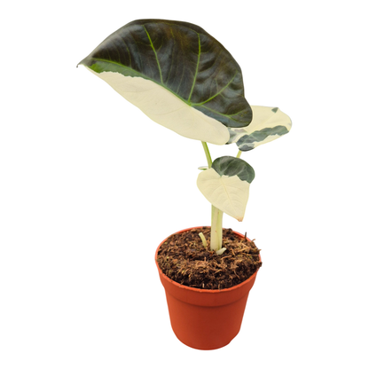 Alocasia Regal Shields Variegata