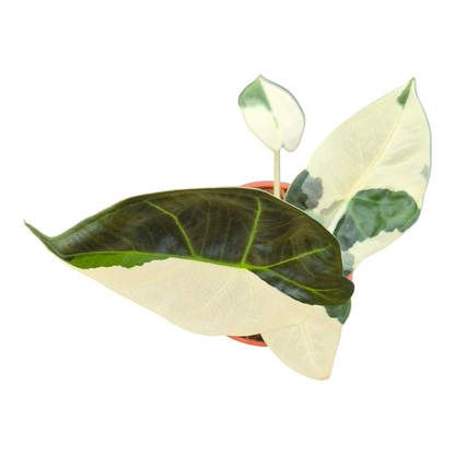Alocasia Regal Shields Variegata