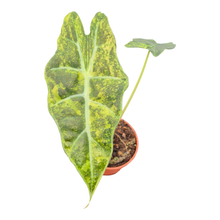 Alocasia Sanderiana Bull Variegata