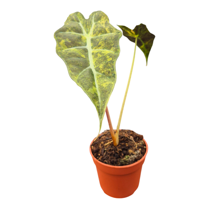 Alocasia Sanderiana Bull Variegata