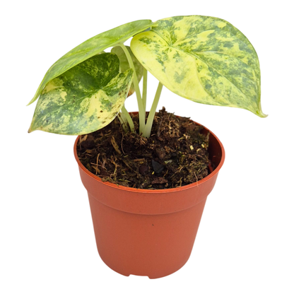 Alocasia Silver Dragon Variegata