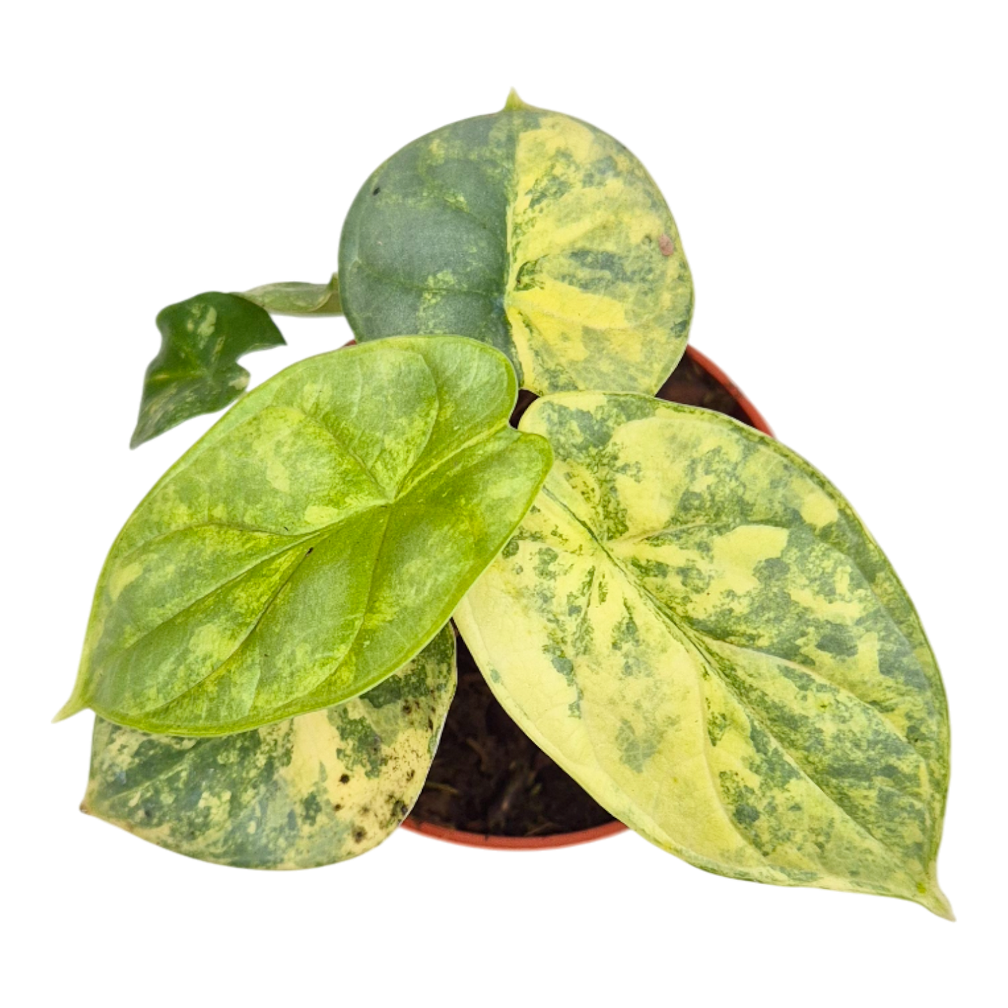 Alocasia Silver Dragon Variegata