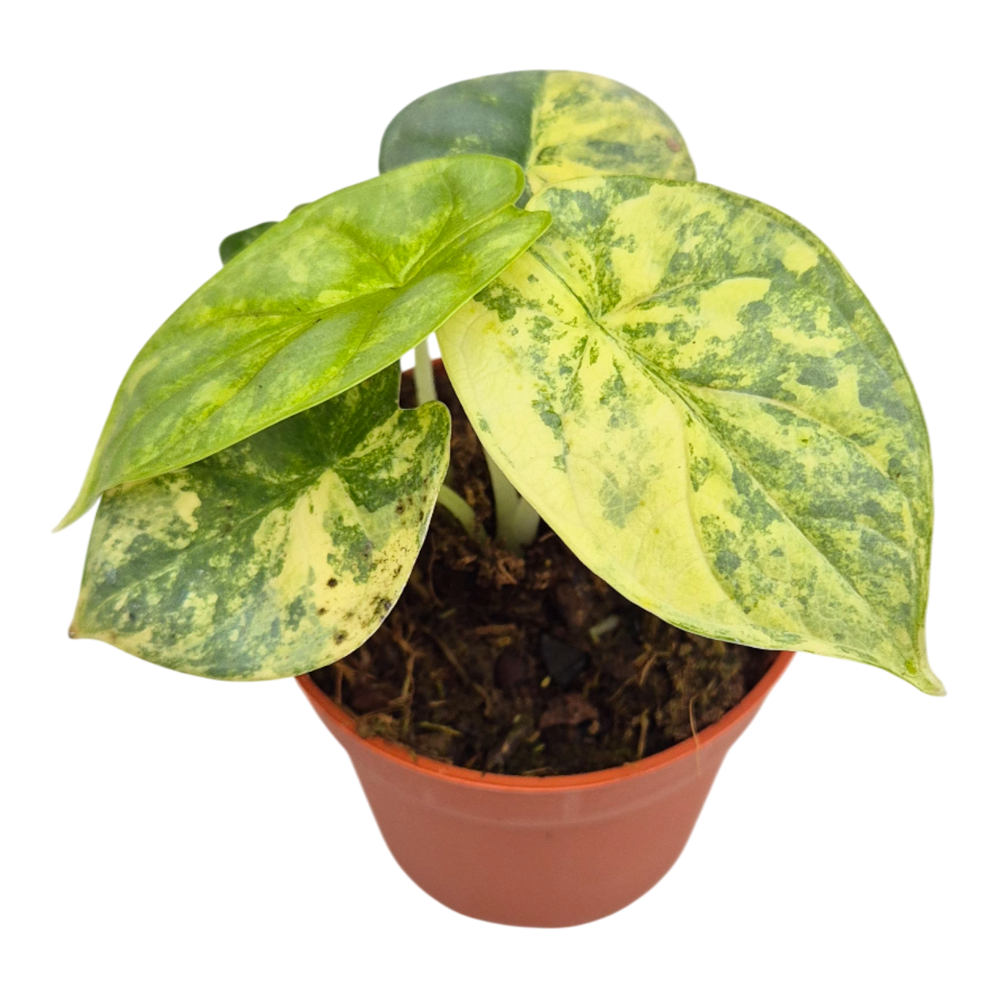 Alocasia Silver Dragon Variegata